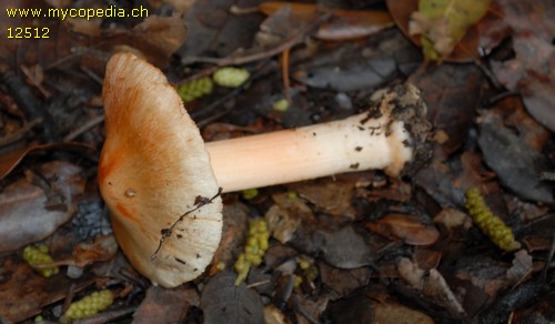 Inocybe godeyi - 