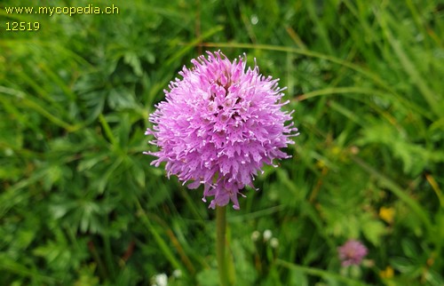 Traunsteinera globosa - 