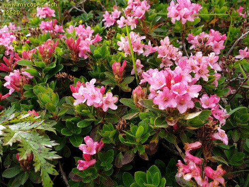 Rhododendron hirsutum - 