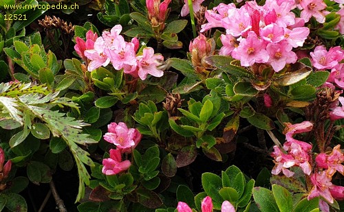 Rhododendron hirsutum - 