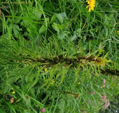 Pedicularis foliosa - 