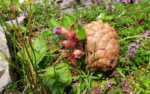 Orobanche alba - 