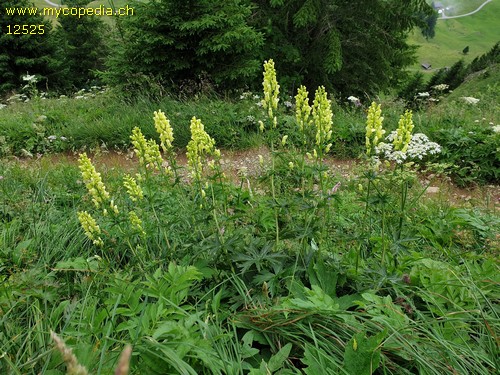 Aconitum lamarkii - 