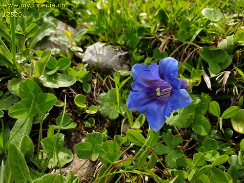 Gentiana clusii - 