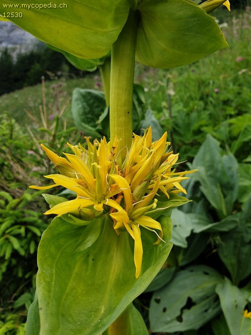 Gentiana lutea - 