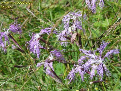 Dianthus superbus - 