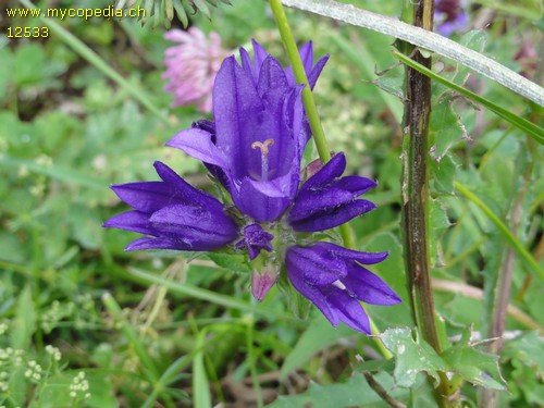 Campanula glomerata - 