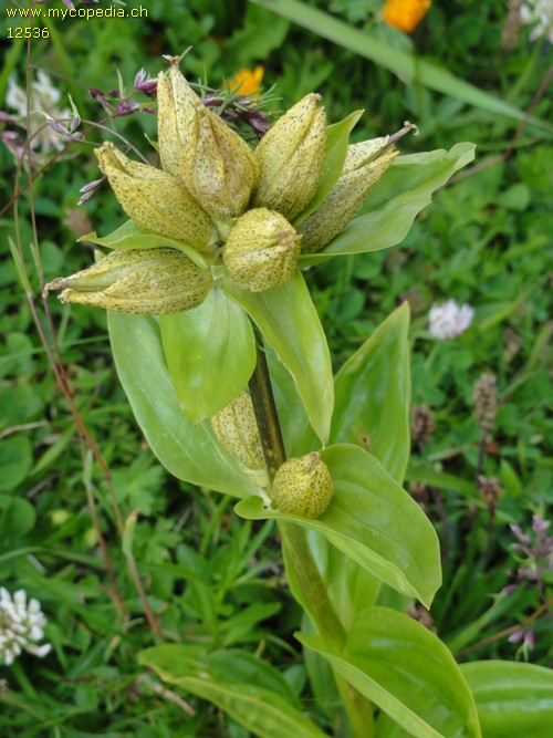 Gentiana punctata - 