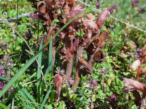 Orobanche alba - 