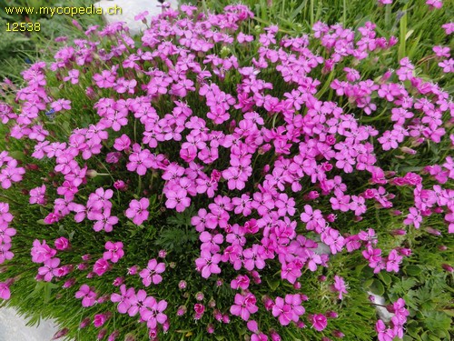 Silene acaulis - 