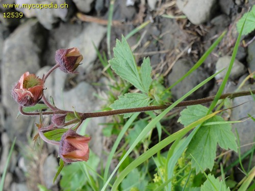 Geum rivale - 