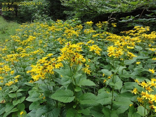 Senecio alpinus - 