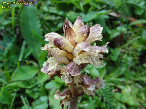 Orobanche reticulata - 