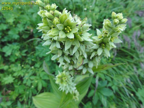 Veratrum album - 