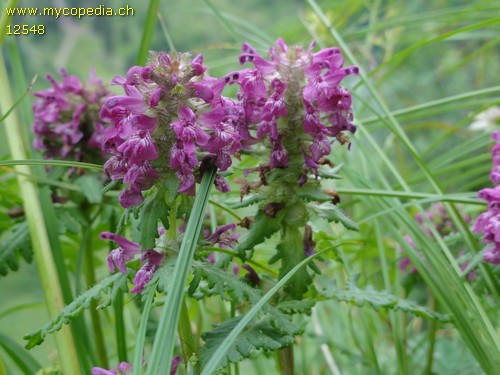 Pedicularis verticillata - 