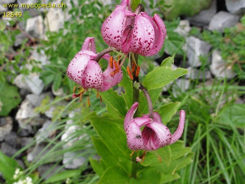 Lilium martagon - 