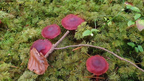 Cortinarius sanguineus - 