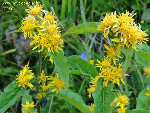 Solidago vigaurea - 