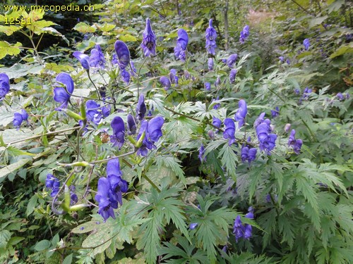 Aconitum variegatum spp. paniculatum - 