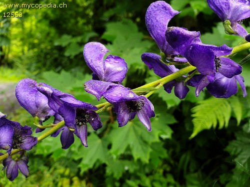 Aconitum napellus - 