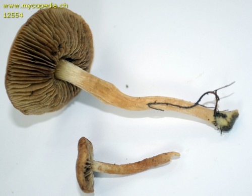 Inocybe perbrevis - 