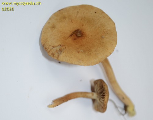 Inocybe perbrevis - Sporen - 