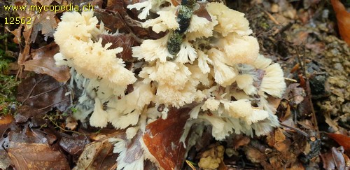 Thelephora penicillata - 