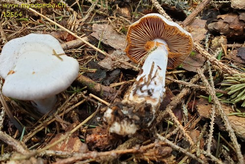 Cortinarius alboviolaceus - 