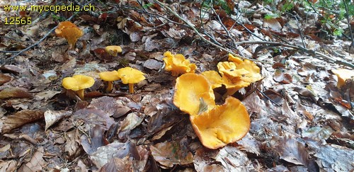 Cantharellus cibarius - 