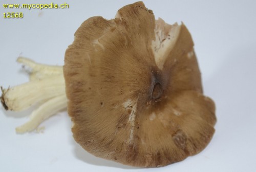 Entoloma sericatum - 