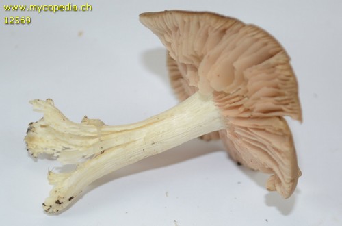 Entoloma sericatum - 