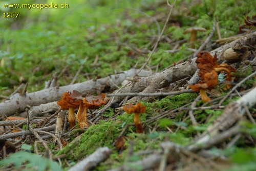 Cortinarius limonius - 