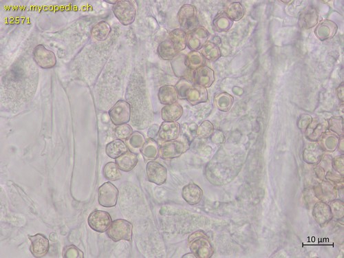 Entoloma sericatum - 