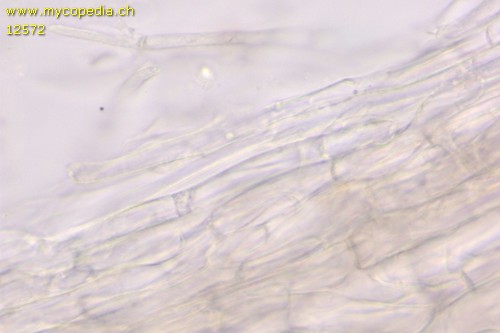 Entoloma sericatum - HDS - 