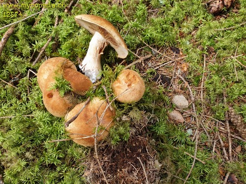 Cortinarius talus - 