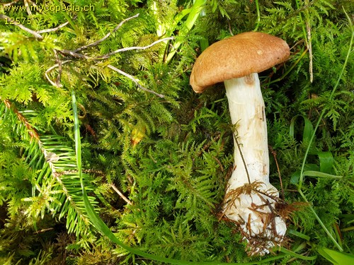 Cortinarius talus - 