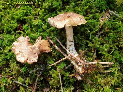 Cortinarius - 