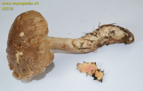 Cortinarius - 