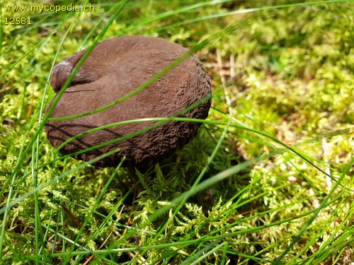 Lactarius lignyotus - 