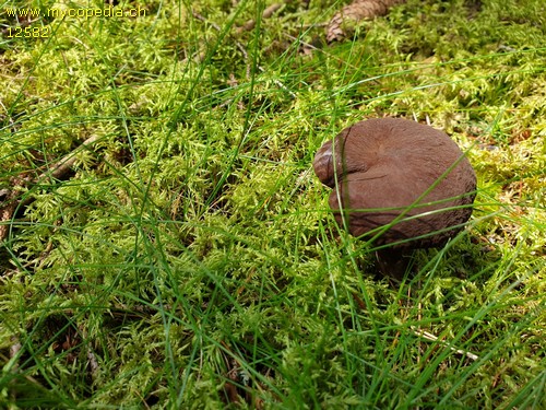 Lactarius lignyotus - 