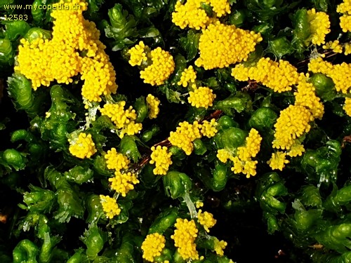 Physarum virescens - 