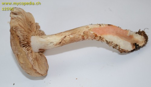 Cortinarius - 