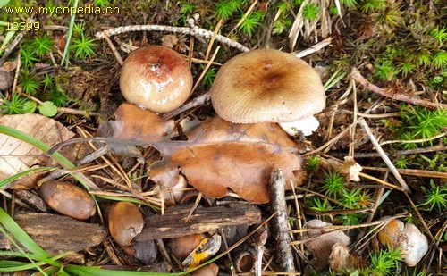 Russula brunneoviolacea - 