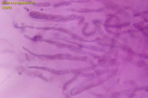 Russula brunneoviolacea - HDS - 