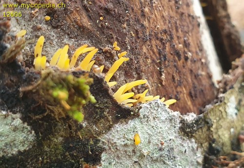 Calocera cornea - 