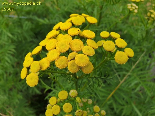 Chrysanthemum vulgare - 