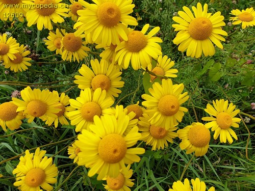 Senecio jacobaea - 