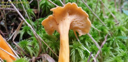 Cantharellus lutescens - 