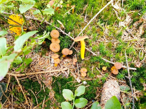 Cantharellus lutescens - 