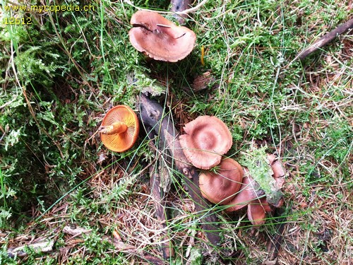 Cortinarius malicorius - 